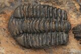 Ordovician Trilobite (Placoparia) Fossil - Morocco #213251-1